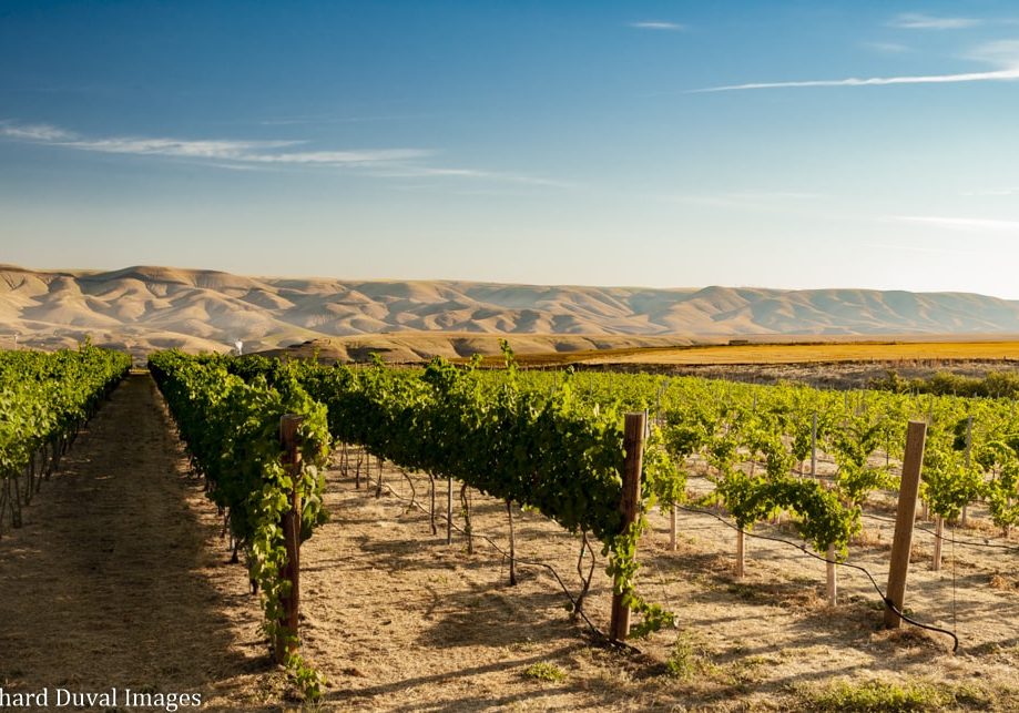 USA, Idaho, Lewiston.  Lewis-Clark AVA